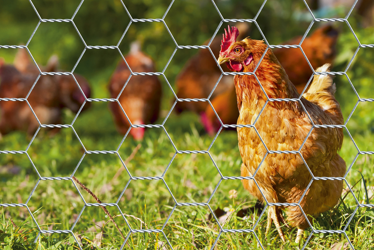 Artikelbild Sechseckgeflecht,vz,13x1000/25m - Slide 2