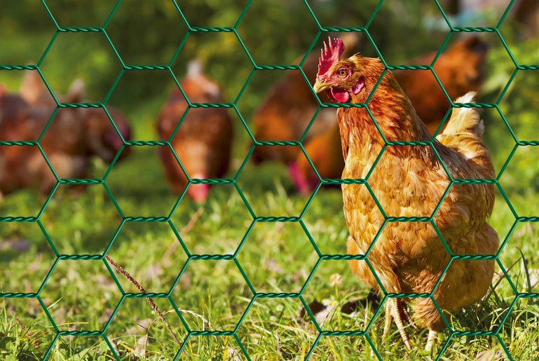 Artikelbild Sechseckgeflecht,grün,13x500/25m - Slide 2